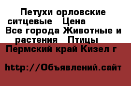 Петухи орловские ситцевые › Цена ­ 1 000 - Все города Животные и растения » Птицы   . Пермский край,Кизел г.